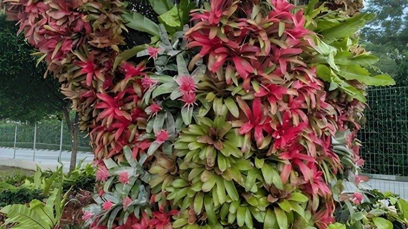 Mature Neoregelia Bromeliad with broad colorful leaves