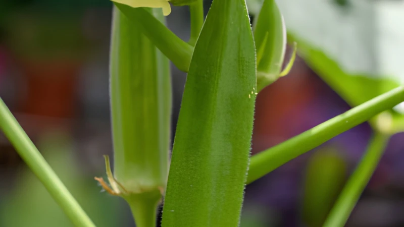 Mature Okra Plant producing healthy green pods