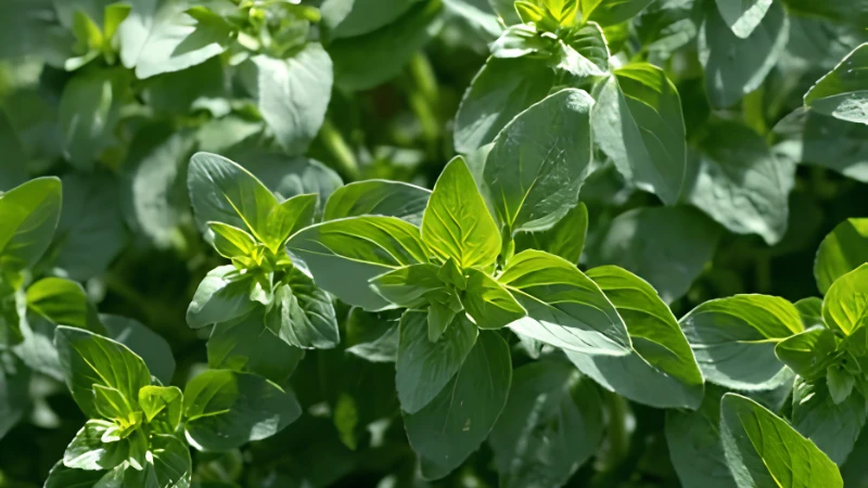 Mature Oregano with dense leafy growth