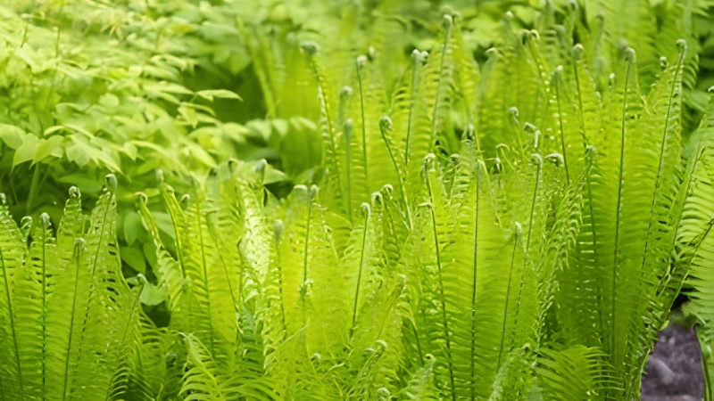 Mature Ostrich Fern with dense upright foliage