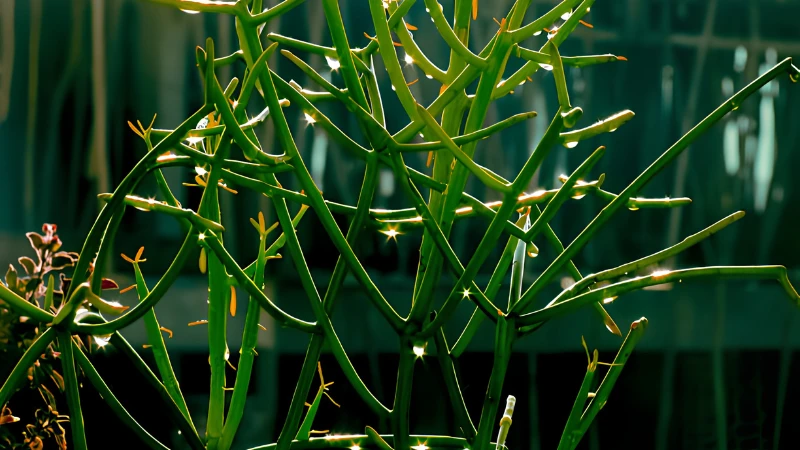Mature Pencil Cactus with dense branching