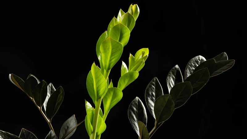 Mature Raven ZZ Plant with upright stems