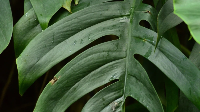 Mature Swiss Cheese Plant with climbing stems