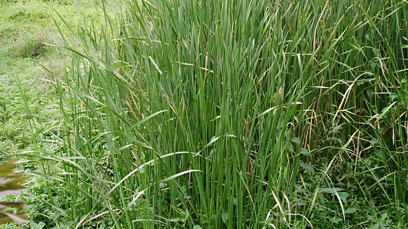 Mature Switch Grass with dense clumps