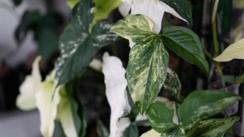 Mature Syngonium Albo with lush variegated growth