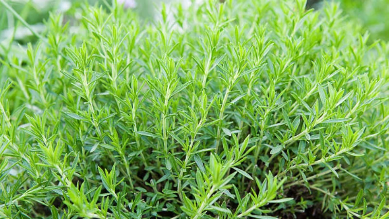 Mature Tarragon with lush leafy stems