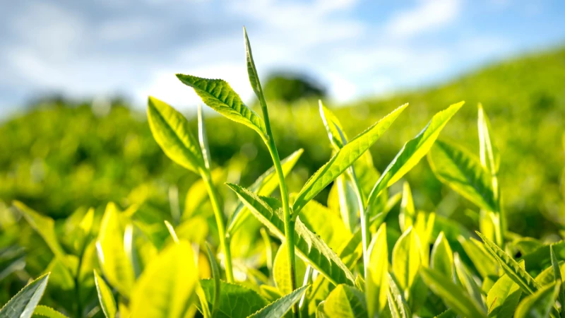 Mature Tea Plant with dense foliage