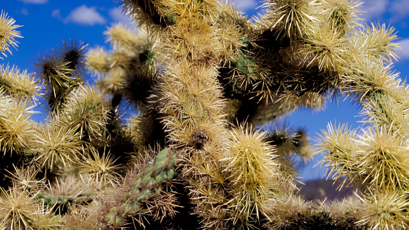 Mature Teddy Bear Cactus with branching stems