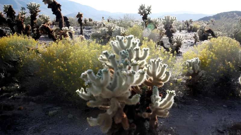 Mature Teddy Bear Cholla growing outdoors