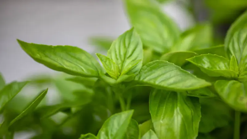 Fully grown Thai basil herb