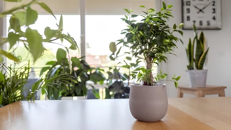 Mature Weeping Fig with curved branches