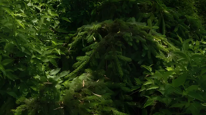 Mature Weeping Norway Spruce with drooping branches