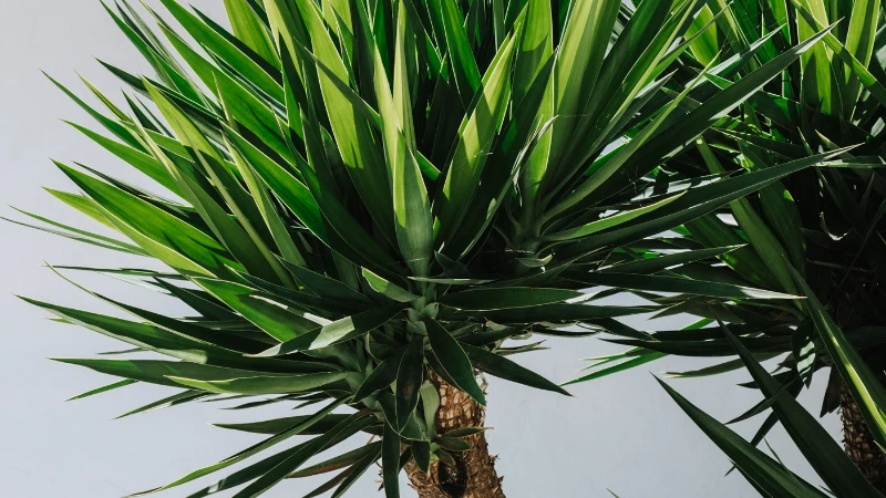 Mature Yucca plant with woody trunk