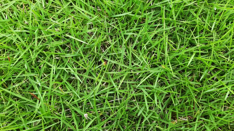 Mature Zoysia Grass with dense blades