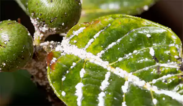 Mealybugs