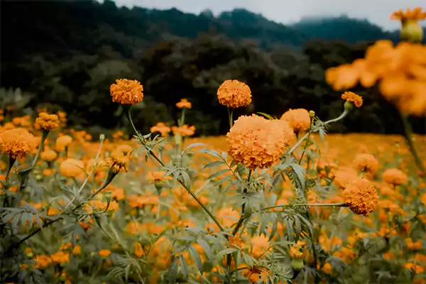 Mexican Flower