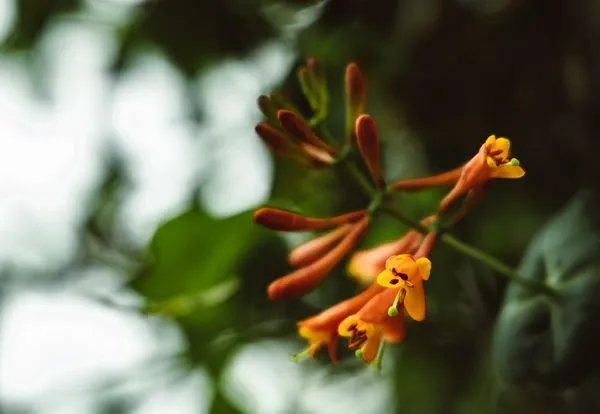 Mexican Honeysuckle 