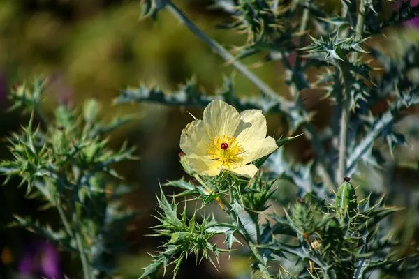 Mexican Poppy 