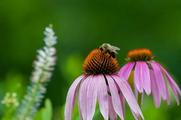 Mexican hat flower 