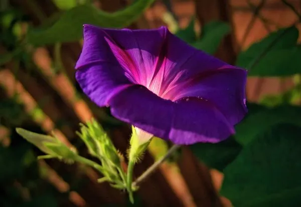 Mexican morning glory 
