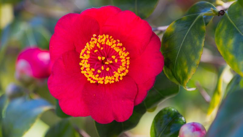 Middlemist's Red Camellia flower photo