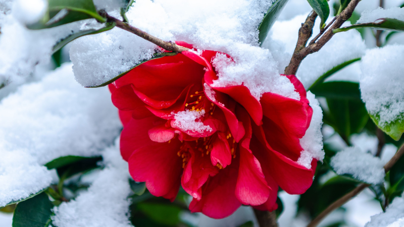Middlemist's Red living botanical rarity