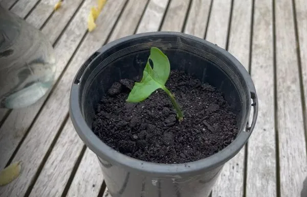 Moist soil