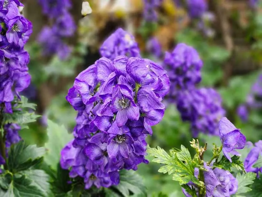 Monkshood