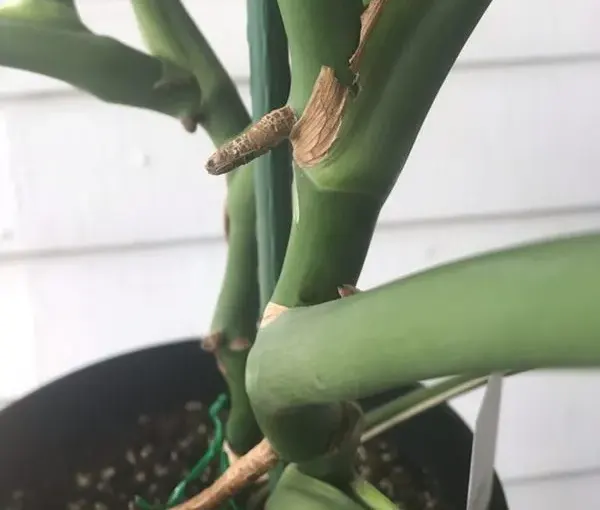 Monstera Node 
