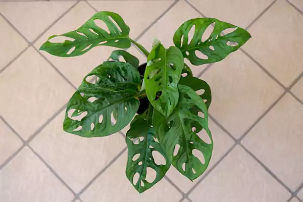 Monstera Obliqua