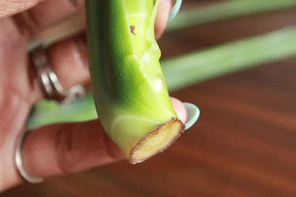 Monstera cutting