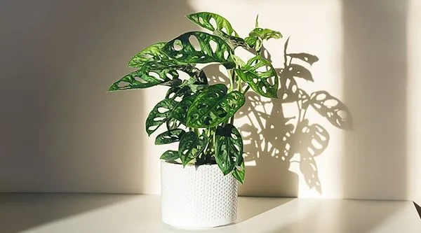 Monstera plant in filtered sunlight