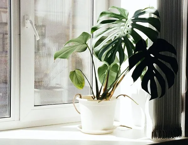 Monstera pot in sunlight