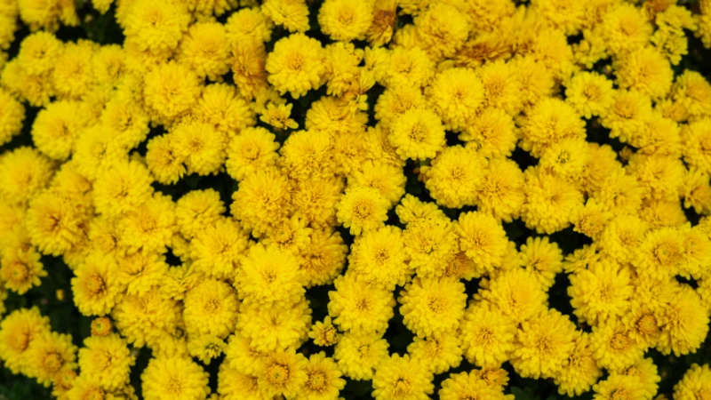 Mums chrysanthemum bloom in natural setting