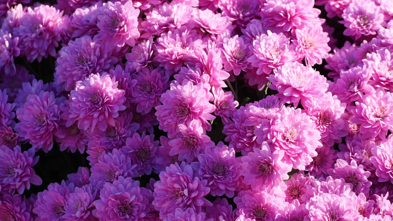 Mums chrysanthemum flower blooming