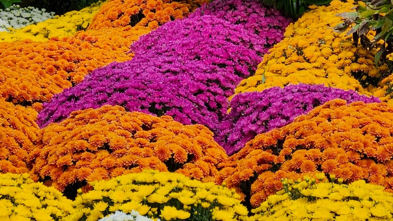 Mums chrysanthemum featured flower