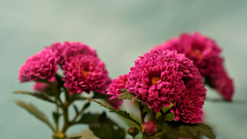 Mums chrysanthemum floral bloom