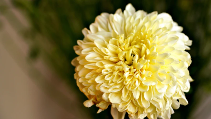 Mums chrysanthemum flower in full bloom