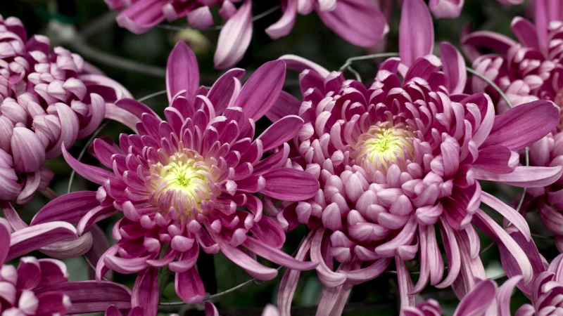 Close-up of mums chrysanthemum flower