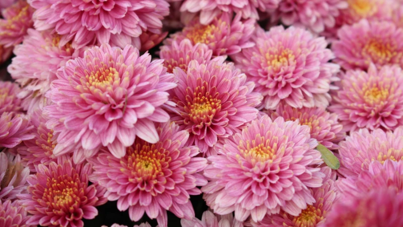 Mums chrysanthemum with delicate petals
