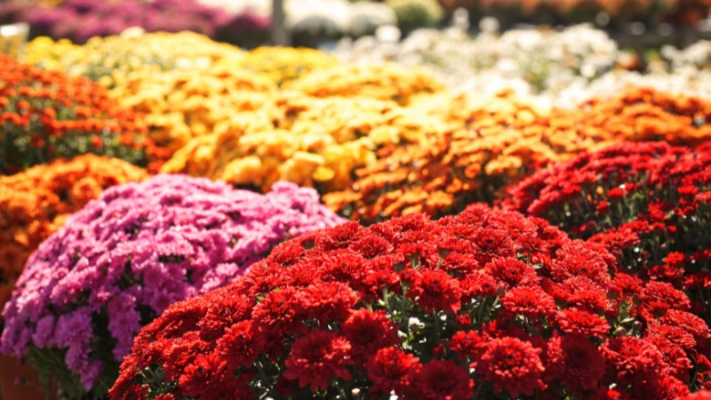 Mums chrysanthemum garden bloom