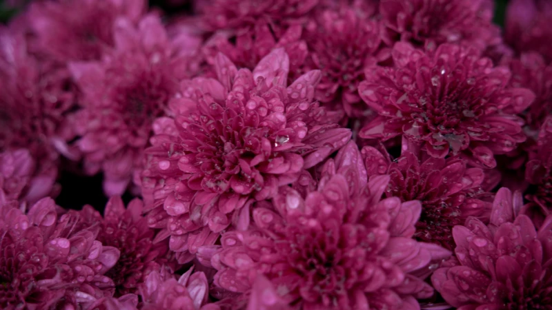 Mums chrysanthemum growing in garden