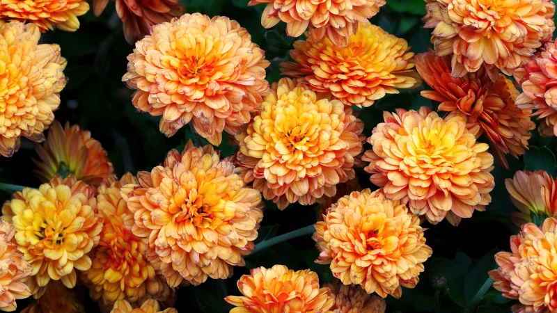 Mums chrysanthemum petals close-up