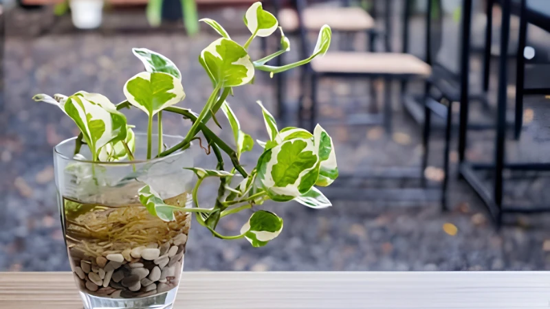 N'Joy Pothos with green and white variegated heart-shaped leaves growing as an indoor houseplant