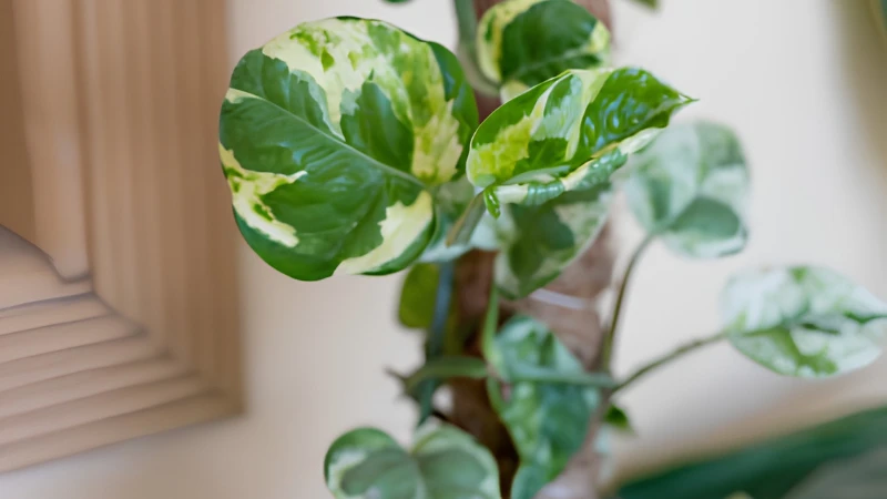 N'Joy Pothos growing as an indoor houseplant