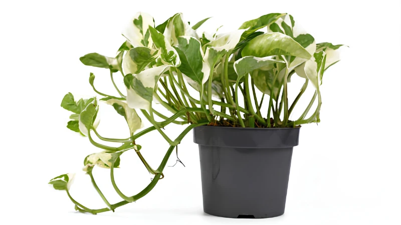 N'Joy Pothos with ornamental variegated foliage