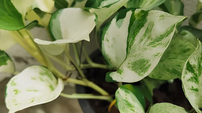 N'Joy Pothos thriving in bright indirect light