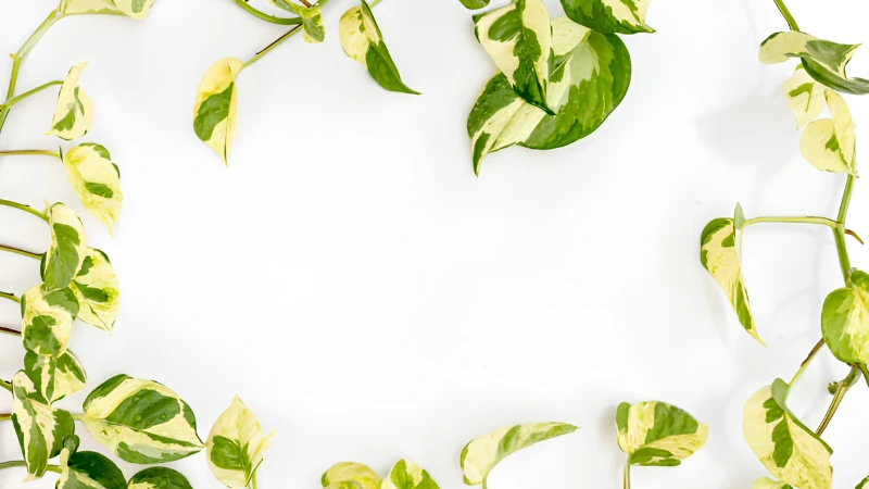 N'Joy Pothos decorating an indoor shelf