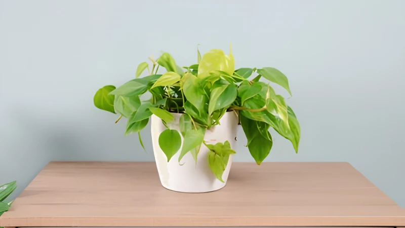 Close-up of Neon Pothos bright green foliage