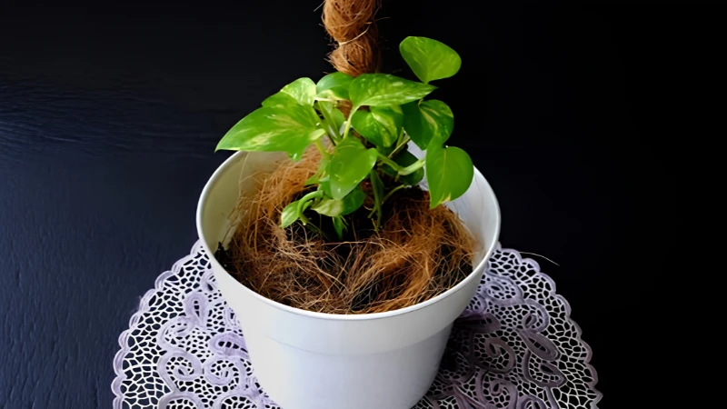 Ornamental Neon Pothos with cascading foliage
